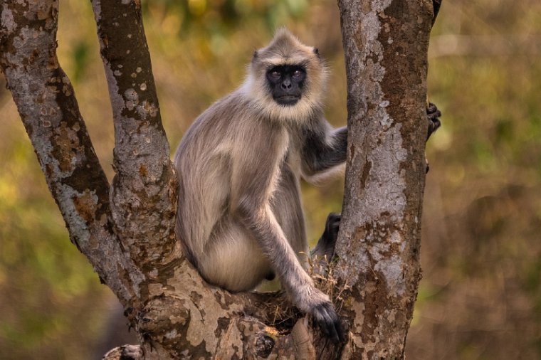 127 Nagarhole NP.jpg